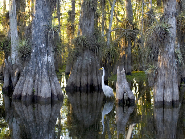 Everglades_National_Park_cypress