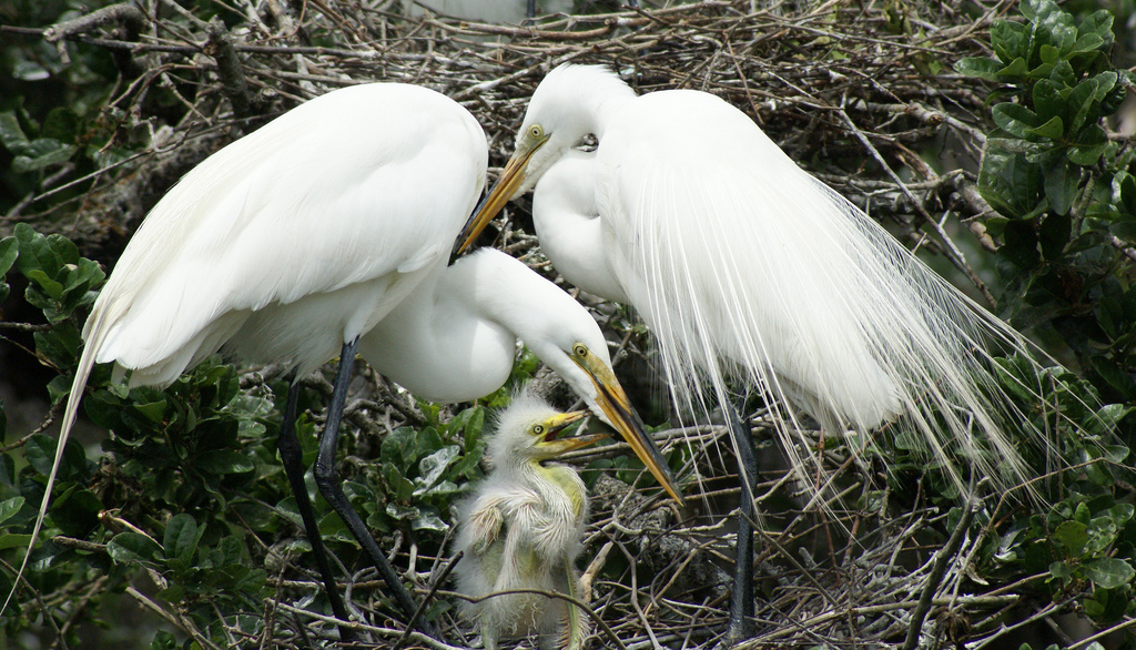 everglades-birds