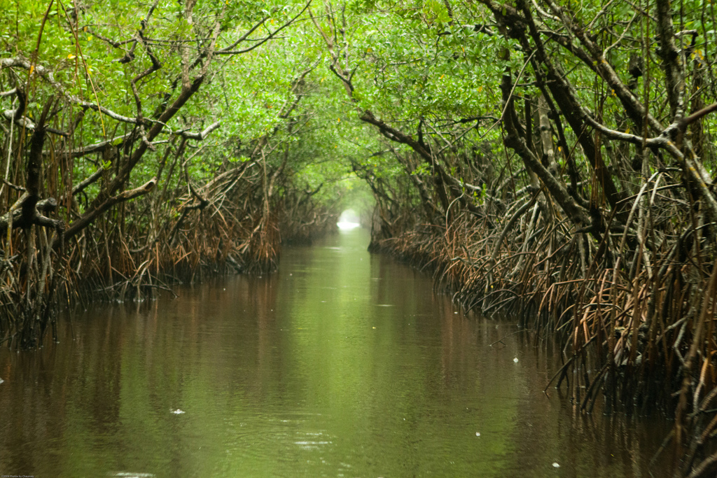 everglades_mangrove