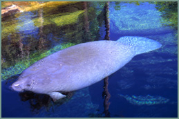 manatee